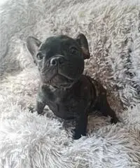 Cucciola Bouledogue Francese pedigree