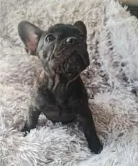 Cucciola Bouledogue Francese pedigree