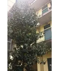 Affitto Appartamento a Milano